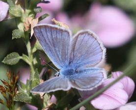 Çokgözlü İfigenya Evrim Karaçetin Takım: LEPIDOPTERA Aile: LYCAENIDAE Çokgözlü İfigenya Polyommatus iphigenia Yaşama ortamı: Dağlardaki ağaçlık ya da açık çiçekli çayırlar (Baytaş, 2008).