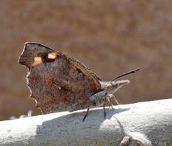 Çitlembik kelebeği Evrim Karaçetin Takım: LEPIDOPTERA Aile: NYMPHALIDAE Çitlembik kelebeği Libythea celtis Yaşama ortamı: Yaprak döken ağaçların bulunduğu açık ve