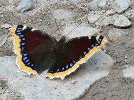 Sarı bantlı kadife kanat üstü ve altı Evrim Karaçetin Takım: LEPIDOPTERA Aile: NYMPHALIDAE Sarı bantlı kadife Nymphalis antiopa Yaşama ortamı: Güneşli orman açıklıkları, akarsu vadileri, nemli