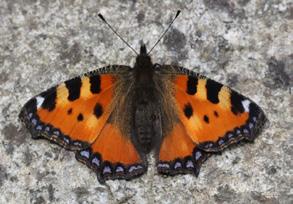 Aglais Evrim Karaçetin Takım: LEPIDOPTERA Aile: NYMPHALIDAE Aglais Aglais urticae Yaşama ortamı: Sıcak, kurak araziler; ayrıca alpin kuşak ve hemen altındaki çayır ve yaylalar (Baytaş, 2008).