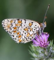 Türkistanlı İparhan Evrim Karaçetin Takım: LEPIDOPTERA Aile: NYMPHALIDAE Türkistanlı İparhan Melitaea telona (syn.