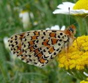 Konukçul bitki türleri: Sığırkuyrukları (Verbascum sp.; Baytaş, 2008). Türkiye deki uçuş zamanları: Yüksekliğe göre nisan sonu-ekim başı (Baytaş, 2008). Konya daki uçuş zamanları: Mayıs-temmuz.