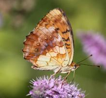 Böğürtlen Brentisi Evrim Karaçetin Takım: LEPIDOPTERA Aile: NYMPHALIDAE Böğürtlen Brentisi Brenthis daphne Yaşama ortamı: Seyrek ağaçlı yaprak döken ya da karışık ormanlar ve kenarlarındaki nemli,