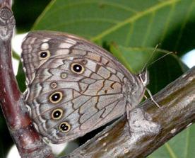 Ağaç esmeri Evrim Karaçetin Takım: LEPIDOPTERA Aile: NYMPHALIDAE Ağaç esmeri Kirinia roxelana Yaşama ortamı: Yaprak döken ve çam ormanlarındaki çalılık açıklıklar, sık çalılık araziler ve