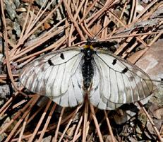 Dumanlı Apollo kanat üstü ve kanat altı Evrim Karaçetin Takım: LEPIDOPTERA Aile: PAPILIONIDAE Dumanlı Apollo Parnassius mnemosyne Yaşama ortamı: Her türlü açık ağaçlık alanlar, ağaç sınırı ve