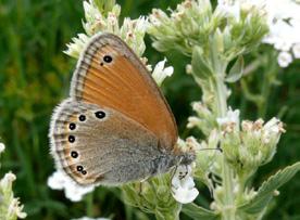 Rus zıpzıp perisi Evrim Karaçetin Takım: LEPIDOPTERA Aile: NYMPHALIDAE Rus zıpzıp perisi Coenonympha leander Yaşama ortamı: Başta çayırlar olmak üzere çeşitli (Baytaş, 2008).