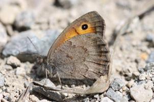 Küçük esmer peri Evrim Karaçetin Takım: LEPIDOPTERA Aile: NYMPHALIDAE Küçük esmer peri Hyponephele lycaon Yaşama ortamı: Kuru, otlu yamaçlar (Baytaş, 2008).