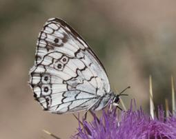 Anadolu melikesi Evrim Karaçetin Takım: LEPIDOPTERA Aile: NYMPHALIDAE Anadolu melikesi Melanargia larissa Yaşama ortamı: Kurak ve taşlık çayırlar, fazla rüzgar almayan kayalık ve çalılık yerler,