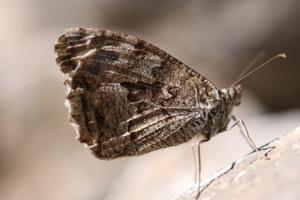 Güneyli kurşuni kelebek Evrim Karaçetin Takım: LEPIDOPTERA Aile: NYMPHALIDAE Güneyli kurşuni kelebek Hipparchia senthes (syn. Hipparchia aristaeus) Yaşama ortamı: Seyrek ağaçlı alanlar (Baytaş, 2008).