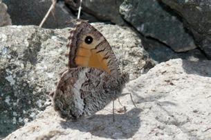 Seyit Evrim Karaçetin Takım: LEPIDOPTERA Aile: NYMPHALIDAE Seyit Arethusana arethusa Yaşama ortamı: Sıcak, kurak ve çiçekli yamaçlar (Baytaş, 2008).