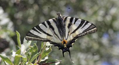 Erik kırlangıçkuyruğu Evrim Karaçetin Takım: LEPIDOPTERA Aile: PAPILIONIDAE Erik kırlangıçkuyruğu Iphiclides podalirius Yaşama ortamı: Deniz seviyesinden orta yüksekliğe kadar açık çiçekli alanlar,