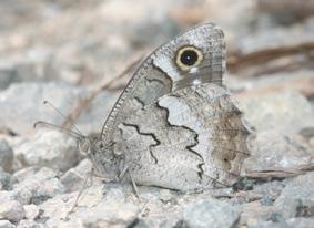 Anadolu karameleği Szabolcs Sáfián Takım: LEPIDOPTERA Aile: NYMPHALIDAE Anadolu karameleği Hipparchia fatua Yaşama ortamı: Orman açıklıkları ve kenarları, zeytinlikler (Baytaş, 2008).