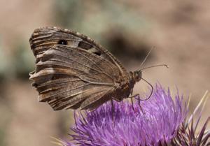 Cadı Evrim Karaçetin Takım: LEPIDOPTERA Aile: NYMPHALIDAE Cadı Chazara briseis Yaşama ortamı: Kurak, taşlık yamaçlar ve bozkırlar (Baytaş, 2008).