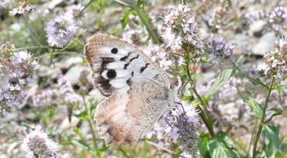 Kızıl cadı Evrim Karaçetin Takım: LEPIDOPTERA Aile: NYMPHALIDAE Kızıl cadı Chazara bischoffi Yaşama ortamı: Taşlık, kıraç yamaçlar (Baytaş, 2008).