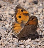 Anadolu yalancı cadısı Evrim Karaçetin Takım: LEPIDOPTERA Aile: NYMPHALIDAE Anadolu yalancı cadısı Pseudochazara anthalea Yaşama