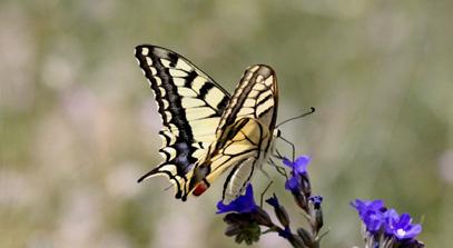 Kırlangıçkuyruk Evrim Karaçetin Takım: LEPIDOPTERA Aile: PAPILIONIDAE Kırlangıçkuyruk Papilio machaon Yaşama ortamı: Hemen her türlü yaşama ortamından kaydedilebilmektedir (Baytaş, 2008).