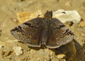 Kara zıpzıp Evrim Karaçetin Takım: LEPIDOPTERA Aile: HESPERIIDAE Kara zıpzıp Erynnis marloyi Yaşama ortamı: Kurak taşlık çayırlar ve dere yatakları, dağ yamaçları (Baytaş, 2008).