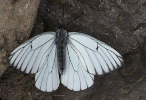 Alıçkelebeği kanat üstü ve altı Evrim Karaçetin Takım: LEPIDOPTERA Aile: PIERIDAE Alıçkelebeği Aporia crataegi Yaşama ortamı: Sıcak, açık ve çalılık araziler, çiçekli çayırlar ve meyve