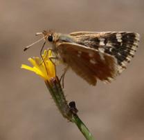 Anadolu zıpzıpı Evrim Karaçetin Takım: LEPIDOPTERA Aile: HESPERIIDAE Anadolu zıpzıpı Muschampia proteides Yaşama ortamı: Kurak çayırlar; çam ormanlarındaki açıklıklar