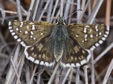 Konukçul bitki türleri: Beşparmakotu (Potentilla sp.; Baytaş, 2008). Türkiye deki uçuş zamanları: Haziran-ağustos (Baytaş, 2008). Konya daki uçuş zamanları: Mayıs-temmuz.