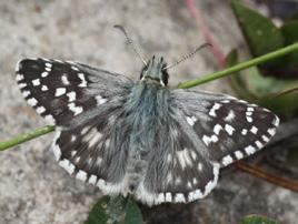 İspanyol zıpzıpı Evrim Karaçetin Takım: LEPIDOPTERA Aile: HESPERIIDAE İspanyol zıpızıpı Pyrgus armoricanus Yaşama ortamı: Bitki örtüsü zengin kuru, taşlık alanlar (Baytaş, 2008).