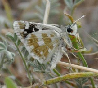 Güzel zıpzıp Hilary & Geoff Welch Takım: LEPIDOPTERA Aile: HESPERIIDAE Güzel zıpzıp Pyrgus cinarae Yaşama ortamı: Bozkır ve dağlardaki kıraç yerler, açık çam ormanları