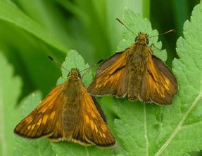 Orman zıpzıpı (dişi ve erkek) Hilary & Geoff Welch Takım: LEPIDOPTERA Aile: HESPERIIDAE Orman zıpzıpı Ochlodes venatus Yaşama ortamı: Seyrek ormanlar ve ağaçlı akarsu vadileri (Baytaş, 2008).