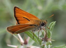 Sarı antenli zıpzıp Evrim Karaçetin Takım: LEPIDOPTERA Aile: HESPERIIDAE Sarı antenli zıpzıp Thymelicus sylvestris Yaşama ortamı: Orman kenarlarındaki açıklıklar ve çayırlar (Baytaş, 2008).