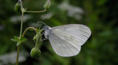 Doğulu narin orman beyazı Hilary & Geoff Welch Takım: LEPIDOPTERA Aile: PIERIDAE Doğulu narin orman beyazı Leptidea duponcheli Yaşama ortamı: Kuytu dere vadileri, kurak çalılık yamaçlar (Baytaş,