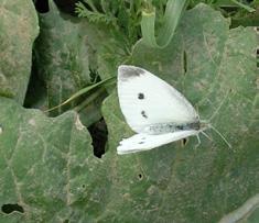 Küçük beyaz melek Evrim Karaçetin Takım: LEPIDOPTERA Aile: PIERIDAE Küçük beyaz melek Pieris rapae Yaşama ortamı: Hemen her tip habitat (Baytaş, 2008).