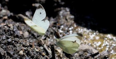 Mann ın beyaz meleği Evrim Karaçetin Takım: LEPIDOPTERA Aile: PIERIDAE Mann ın beyaz meleği Pieris mannii Yaşama ortamı: Sıcak, kurak ve kayalık yerler (Baytaş, 2008).