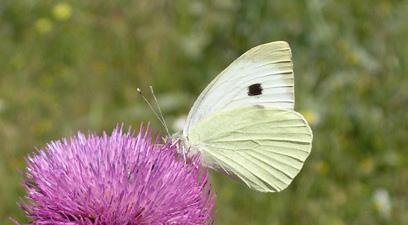 Büyük beyaz melek Hilary & Geoff Welch Takım: LEPIDOPTERA Aile: PIERIDAE Büyük beyaz melek Pieris brassicae Yaşama ortamı: Sıcak, her türlü çiçekli arazi, ekili tarlalar, orman kenarları ve bahçeler