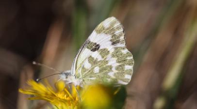 Yeni benekli melek Evrim Karaçetin Takım: LEPIDOPTERA Aile: PIERIDAE Yeni benekli melek Pontia edusa Yaşama ortamı: Açık, sıcak ve taşlı alanlar, bozuk araziler, ekili tarlalar ve yol kenarları dahil