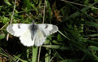 Grüner in turuncu süslü kelebeği dişisi ve erkeği Hilary & Geoff Welch Takım: LEPIDOPTERA Aile: PIERIDAE Grüner in turuncu süslü kelebeği Anthocharis gruneri Yaşama ortamı: Sıcak, kurak ve çiçekli