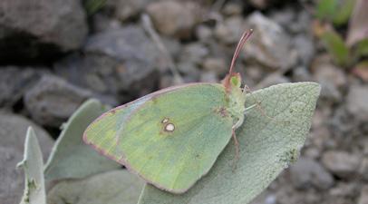 Anadolu Azameti dişisi Hilary & Geoff Welch Takım: LEPIDOPTERA Aile: PIERIDAE Anadolu Azameti Colias aurorina Yaşama ortamı: Ağaç sınırı altında görece kurak çayırlar, dağlık alanlarda çalılık