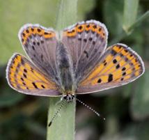 İsli bakır kelebeği Evrim Karaçetin Takım: LEPIDOPTERA Aile: LYCAENIDAE İsli bakır kelebeği Lycaena tityrus Yaşama ortamı: Bol çiçekli çayırlar, yol