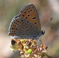 Büyük mor bakır kelebeği Evrim Karaçetin Takım: LEPIDOPTERA Aile: LYCAENIDAE Büyük mor bakır kelebeği Lycaena alciphron Yaşama ortamı: