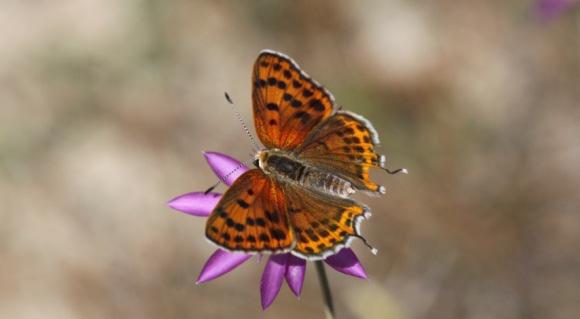 Küçük ateş kelebeği Evrim Karaçetin Takım: LEPIDOPTERA Aile: LYCAENIDAE Küçük ateş kelebeği Lycaena thersamon Yaşama ortamı: Çiçekli çayır ve yamaçlar (Baytaş, 2008).