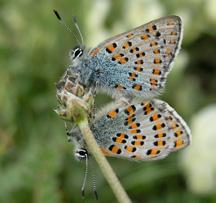 Anadolu gelinciği (Tomaros nogelii) Hilary & Geoff Welch 64 Takım: LEPIDOPTERA Aile: LYCAENIDAE Akdeniz/Anadolu gelinciği Tomares nogelii/ nesimachus Bu iki kelebek türü görsel olarak birbirlerinden