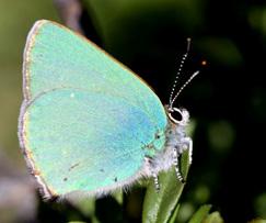 Zümrüt Evrim Karaçetin Takım: LEPIDOPTERA Aile: LYCAENIDAE Zümrüt Callophrys rubi Yaşama ortamı: Orman kenarları ve fundalıklar (Baytaş, 2008).