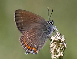 Büyük sevbeni Evrim Karaçetin Takım: LEPIDOPTERA Aile: LYCAENIDAE Büyük sevbeni Satyrium ilicis Yaşama ortamı: Seyrek bodur meşelik ve ağaçlık alanlar (Baytaş, 2008).