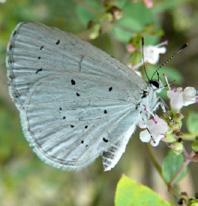 Konukçul bitki türleri: Rosaceae, Aceraceae, Ericaceae, Fabaceae ve Rhammaceae dahil birçok aileye bağlı ağaççıklar ve otsu bitkiler (Baytaş, 2008).