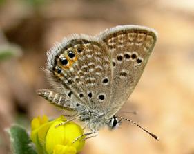 Mücevher kelebeği Hilary & Geoff Welch Takım: LEPIDOPTERA Aile: LYCAENIDAE Mücevher kelebeği Chilades trochylus Yaşama ortamı: Bitki örtüsü açısından fakir araziler (Baytaş, 2008).