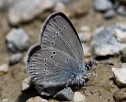 Minik Kupid Evrim Karaçetin Takım: LEPIDOPTERA Aile: LYCAENIDAE Minik Kupid Cupido minimus Yaşama ortamı: Bodur meşelik, kurak yamaçlar, çiçekli çayırlar (Baytaş, 2008).