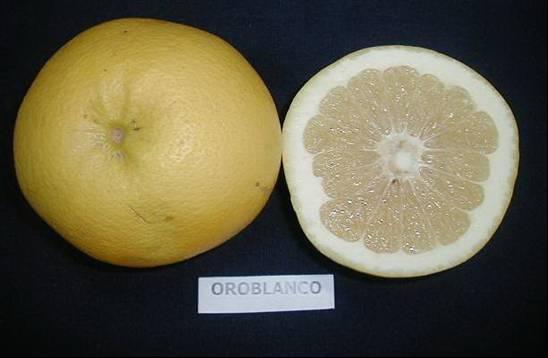 Oroblanco meyvelerinin görünümü