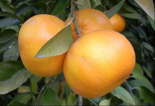 4. BULGULAR VE TARTIŞMA Aydın UZUN Şekil 4.35. Australian turuncunda meyvelerin görünümü Daidai SEAB, Granito, Brezilya (3372 R) ve Florida (B6 T15) turunçları grubun geri kalan üyelerinden 0.