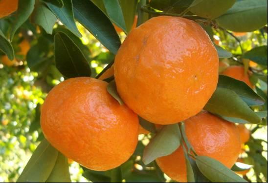 Frost Dancy mandarininde meyvelerin