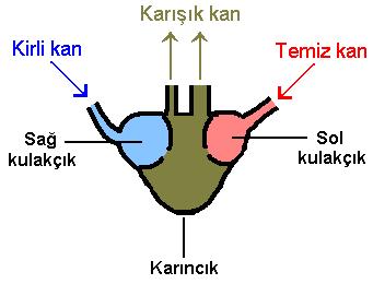 KURBAĞALARDA DOLAŞIM Kurbağalarda kalp, iki kulakçık ve bir karıncık olmak üzere; 3 o d a c ı k t a n oluşmuştur.