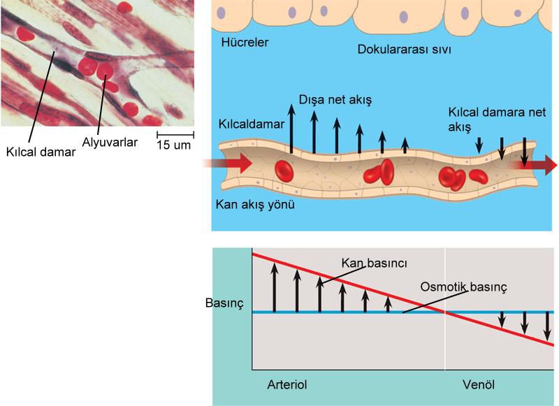 Atardamar kılcallarındaki kan basıncı toplardamar kılcallarına doğru gidildikçe azalır.