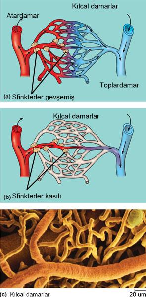 Dolaşım sistemi seçicidir ve kan vücudun en fazla kan gereken organlarına yönlendirilebilir. Kılcaldamarlar ağıyla bölgesel kan miktarı ayarlanabilir.